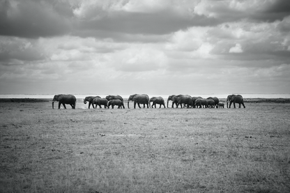 AMBOSELI